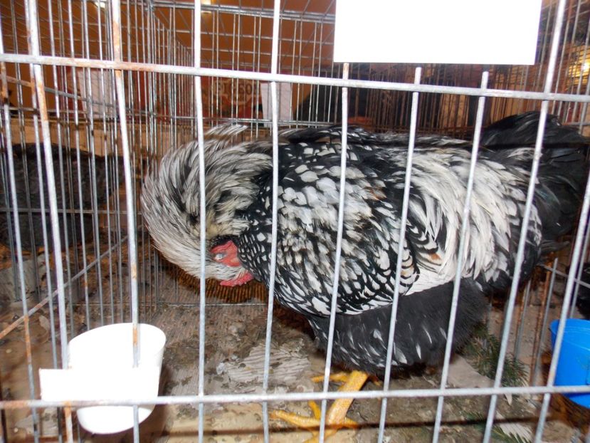  - EXPO-2019-ODORHEIU SECUIESC