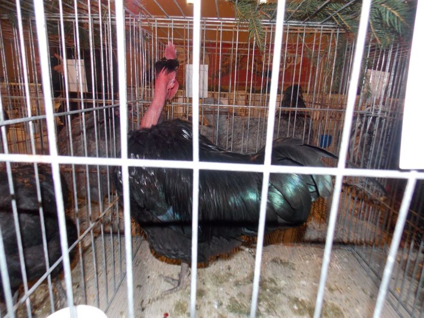  - EXPO-2019-ODORHEIU SECUIESC