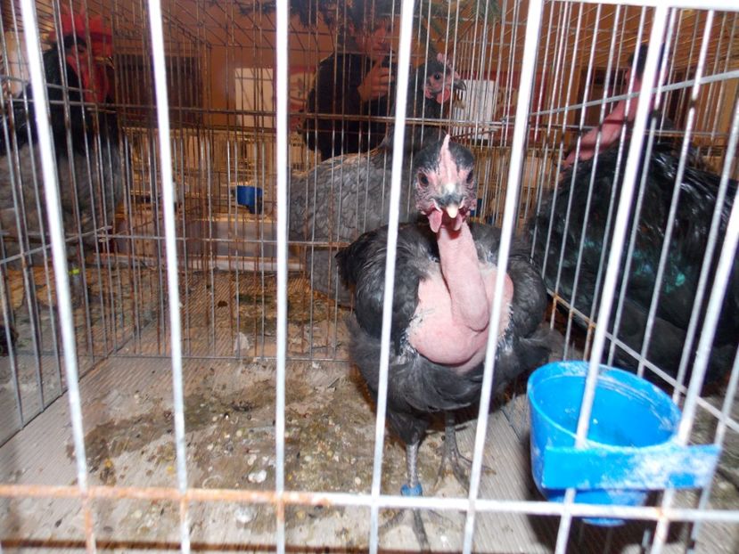  - EXPO-2019-ODORHEIU SECUIESC