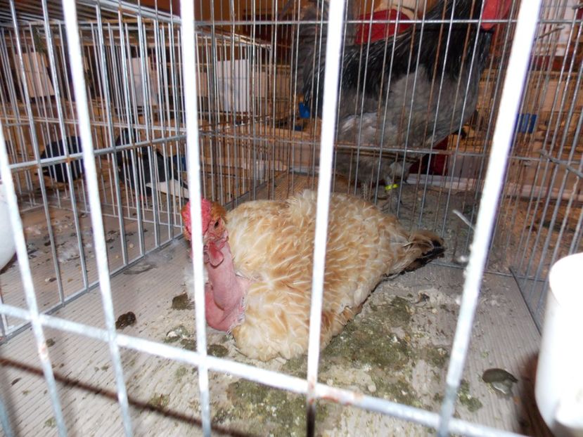  - EXPO-2019-ODORHEIU SECUIESC