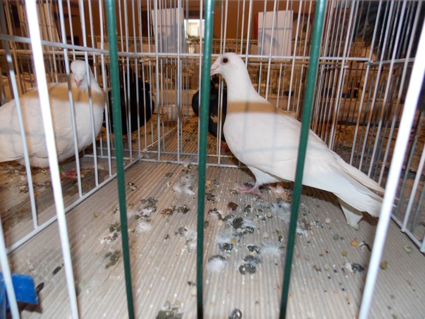  - EXPO-2019-ODORHEIU SECUIESC