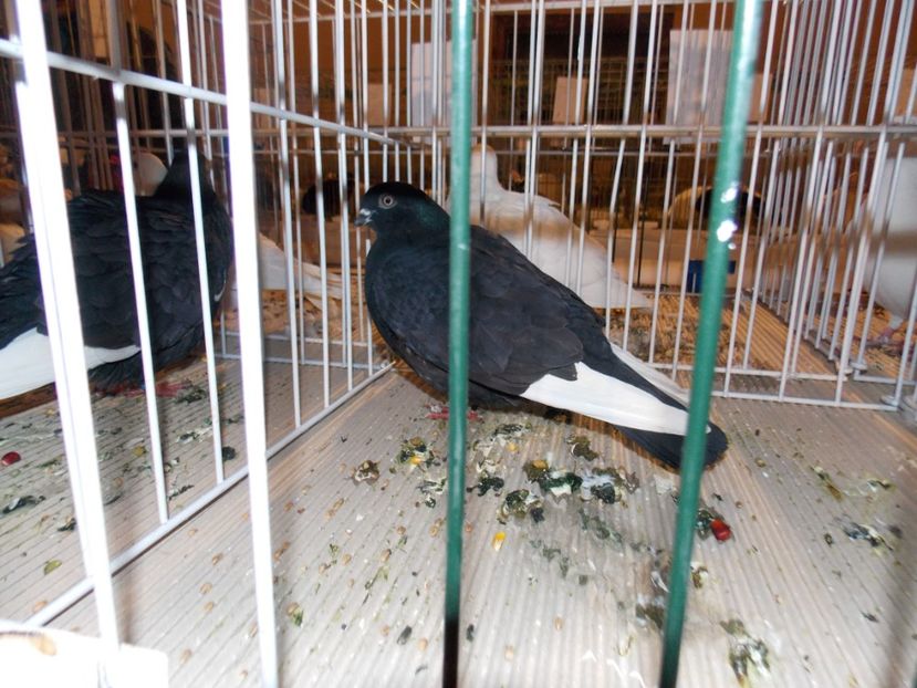  - EXPO-2019-ODORHEIU SECUIESC