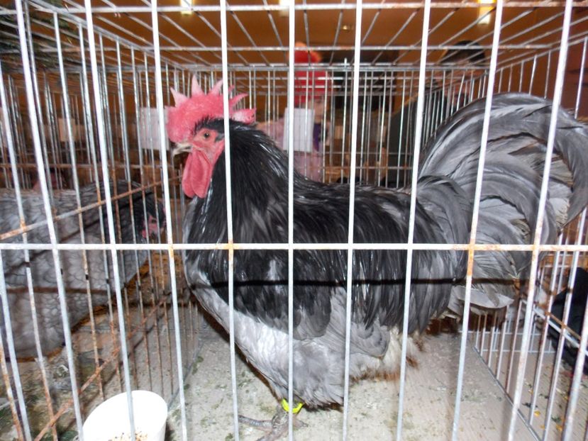  - EXPO-2019-ODORHEIU SECUIESC