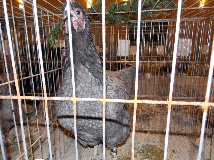  - EXPO-2019-ODORHEIU SECUIESC