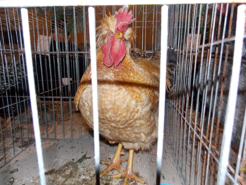  - EXPO-2019-ODORHEIU SECUIESC