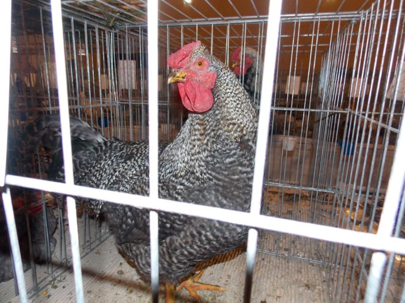  - EXPO-2019-ODORHEIU SECUIESC