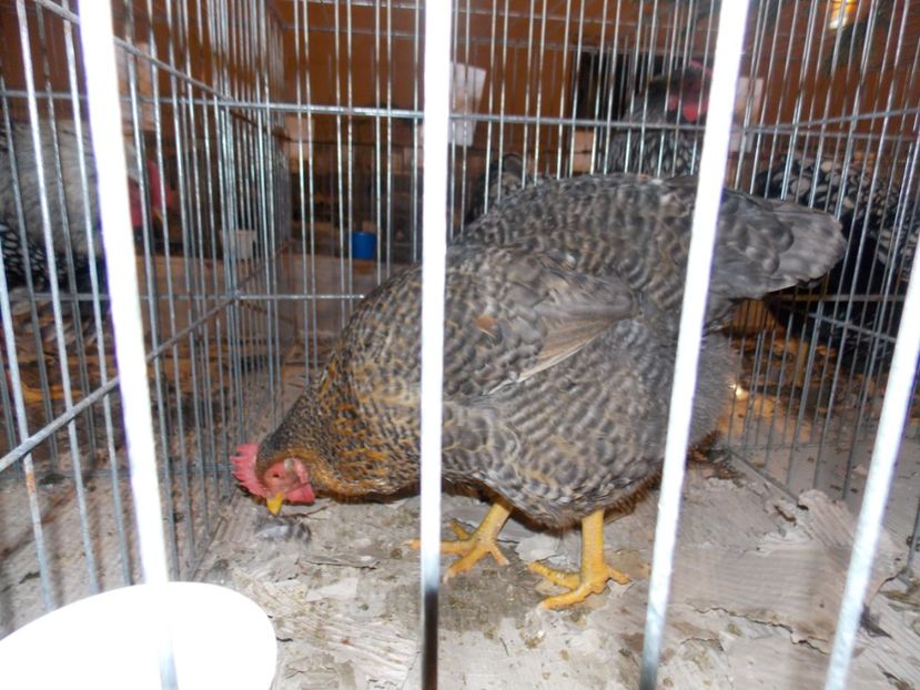  - EXPO-2019-ODORHEIU SECUIESC