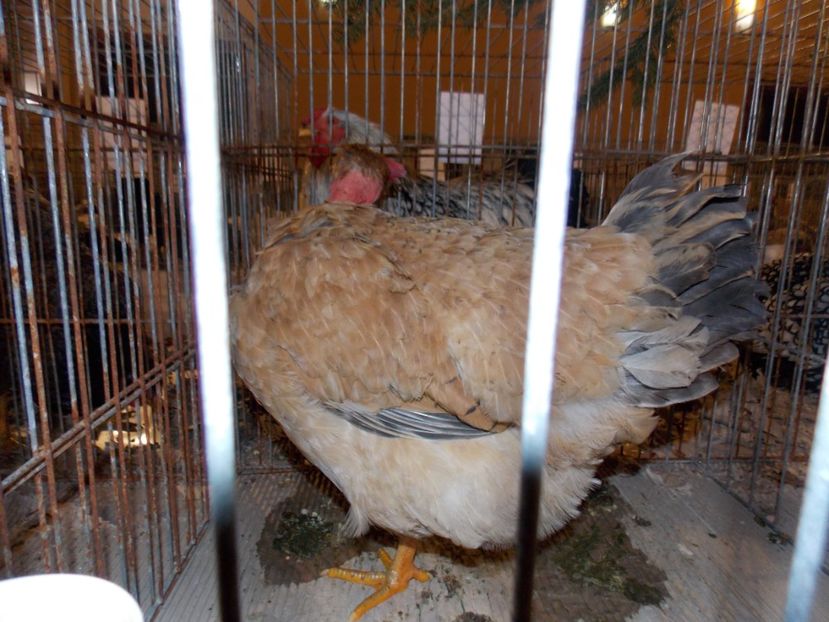  - EXPO-2019-ODORHEIU SECUIESC