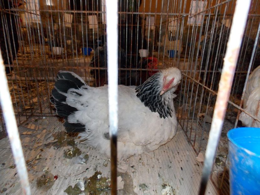  - EXPO-2019-ODORHEIU SECUIESC