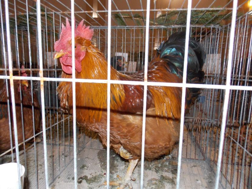  - EXPO-2019-ODORHEIU SECUIESC