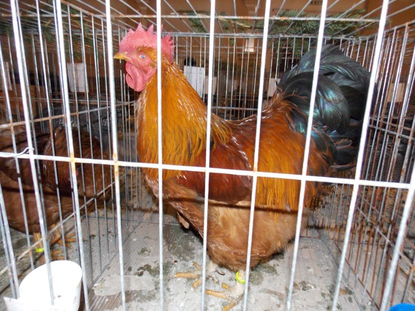  - EXPO-2019-ODORHEIU SECUIESC