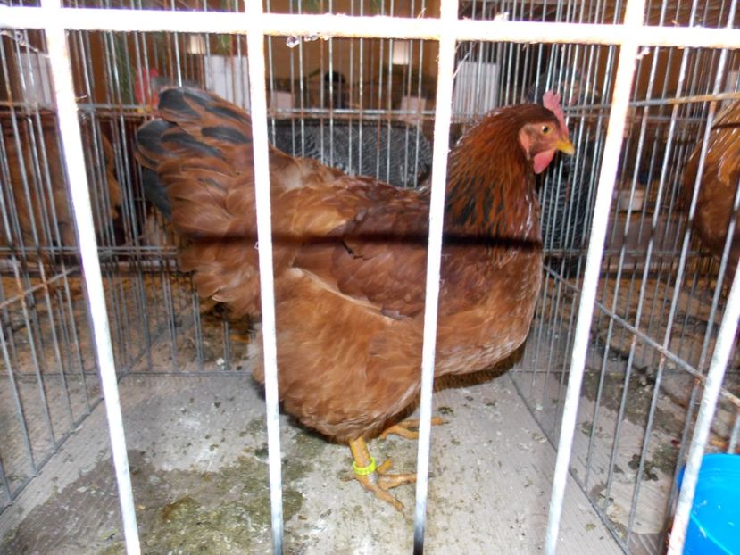  - EXPO-2019-ODORHEIU SECUIESC