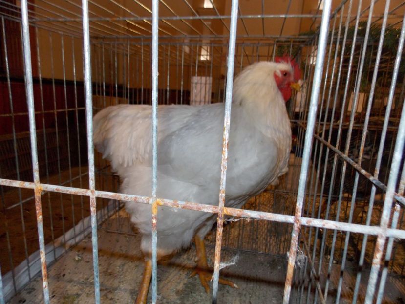  - EXPO-2019-ODORHEIU SECUIESC