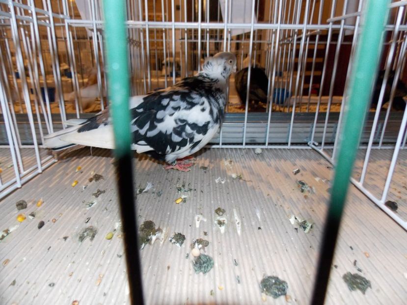  - EXPO-2019-ODORHEIU SECUIESC