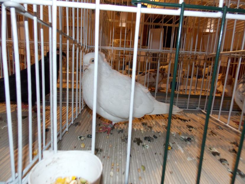  - EXPO-2019-ODORHEIU SECUIESC