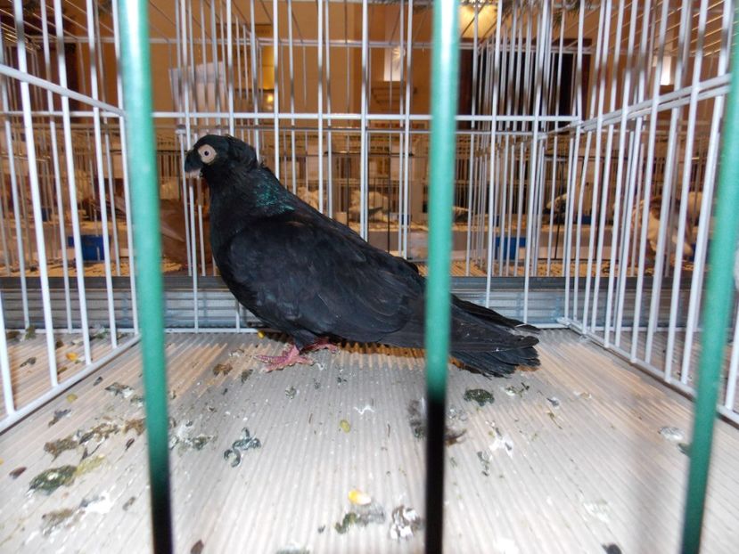  - EXPO-2019-ODORHEIU SECUIESC