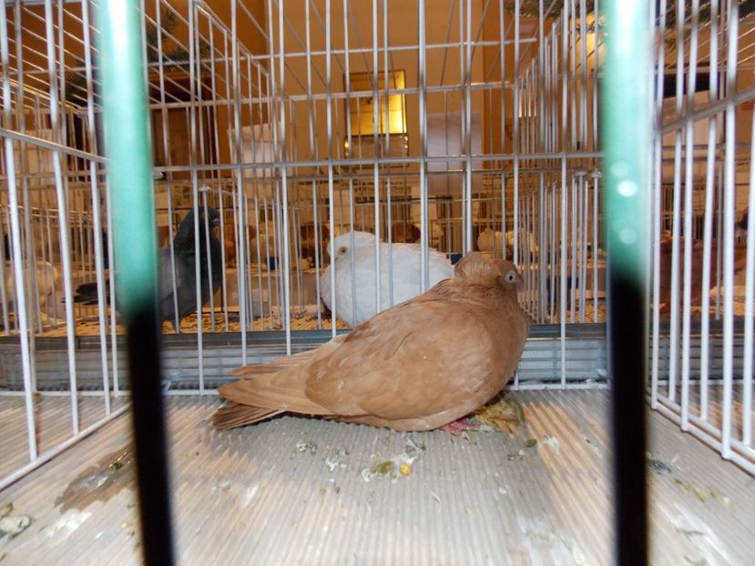  - EXPO-2019-ODORHEIU SECUIESC