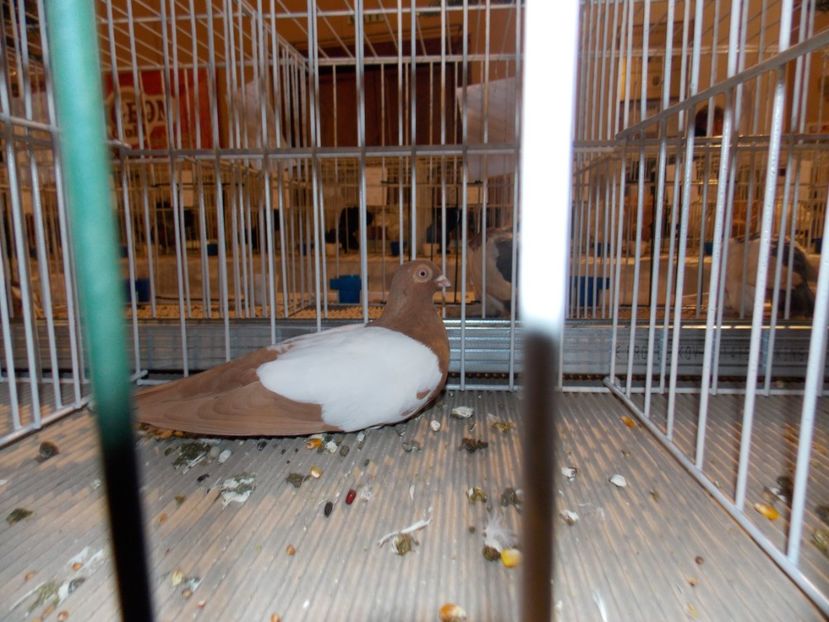  - EXPO-2019-ODORHEIU SECUIESC