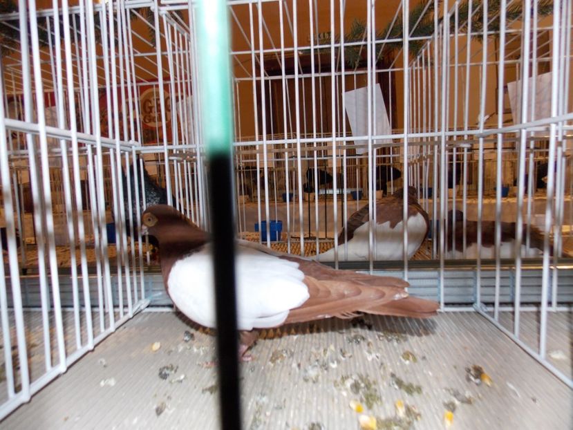  - EXPO-2019-ODORHEIU SECUIESC