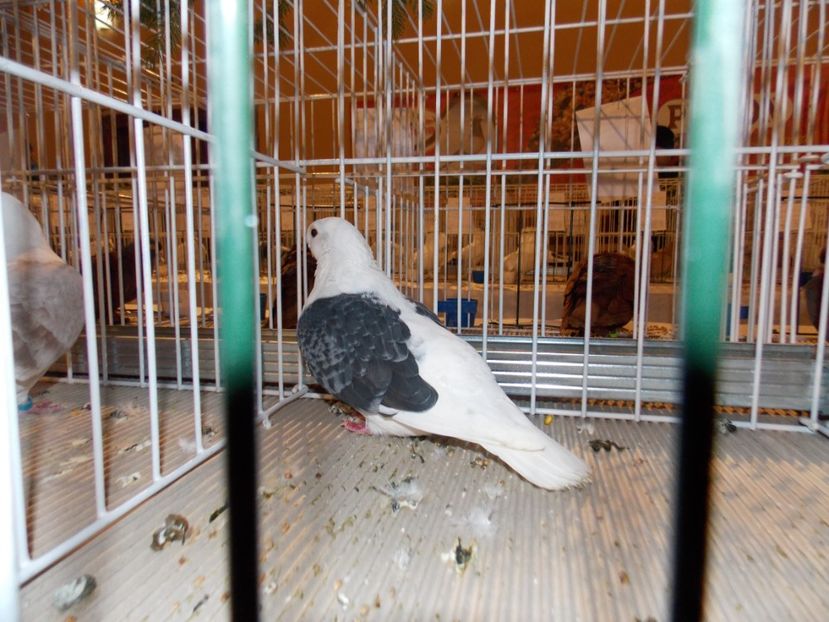  - EXPO-2019-ODORHEIU SECUIESC