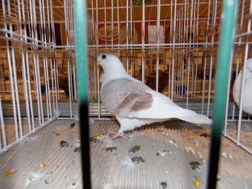  - EXPO-2019-ODORHEIU SECUIESC