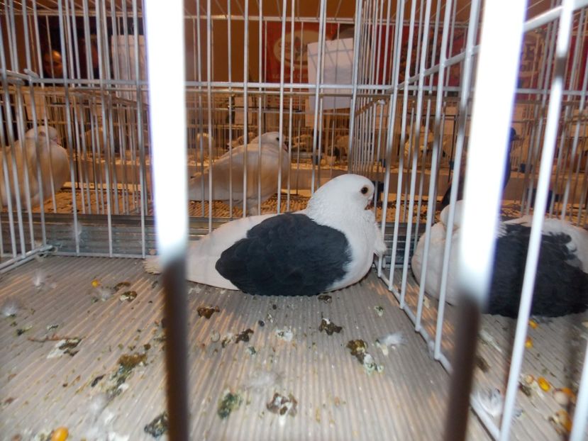  - EXPO-2019-ODORHEIU SECUIESC