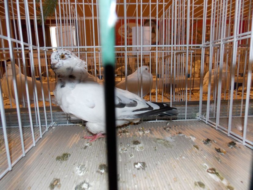  - EXPO-2019-ODORHEIU SECUIESC