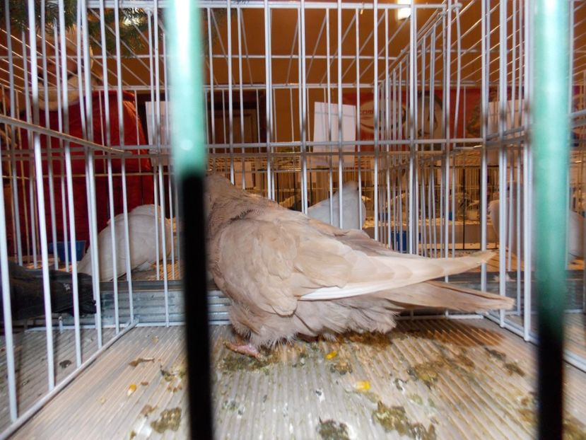  - EXPO-2019-ODORHEIU SECUIESC