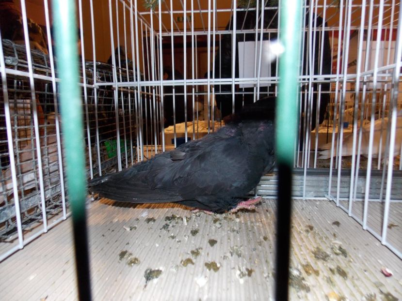  - EXPO-2019-ODORHEIU SECUIESC