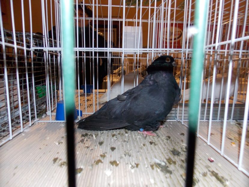  - EXPO-2019-ODORHEIU SECUIESC