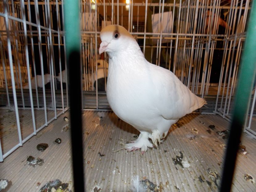  - EXPO-2019-ODORHEIU SECUIESC