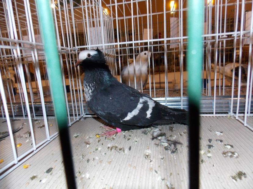  - EXPO-2019-ODORHEIU SECUIESC