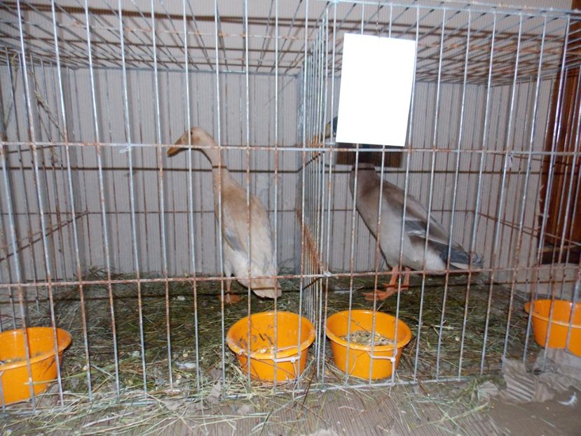  - EXPO-2019-ODORHEIU SECUIESC