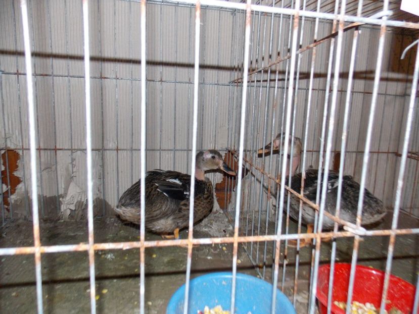  - EXPO-2019-ODORHEIU SECUIESC