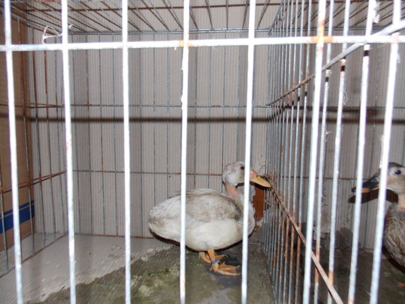  - EXPO-2019-ODORHEIU SECUIESC