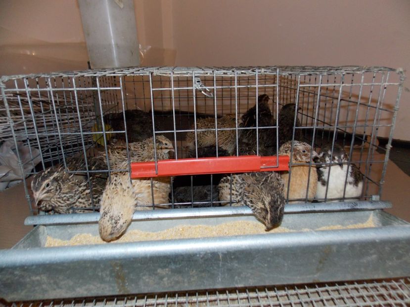  - EXPO-2019-ODORHEIU SECUIESC