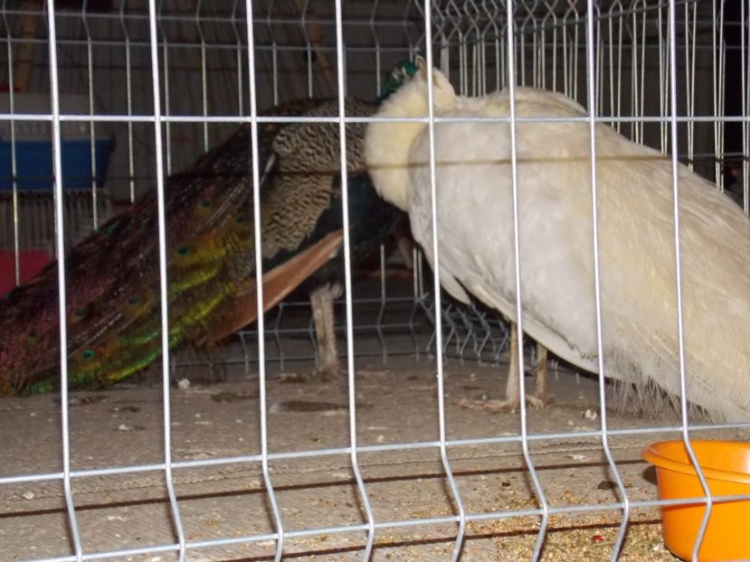  - EXPO-2019-ODORHEIU SECUIESC