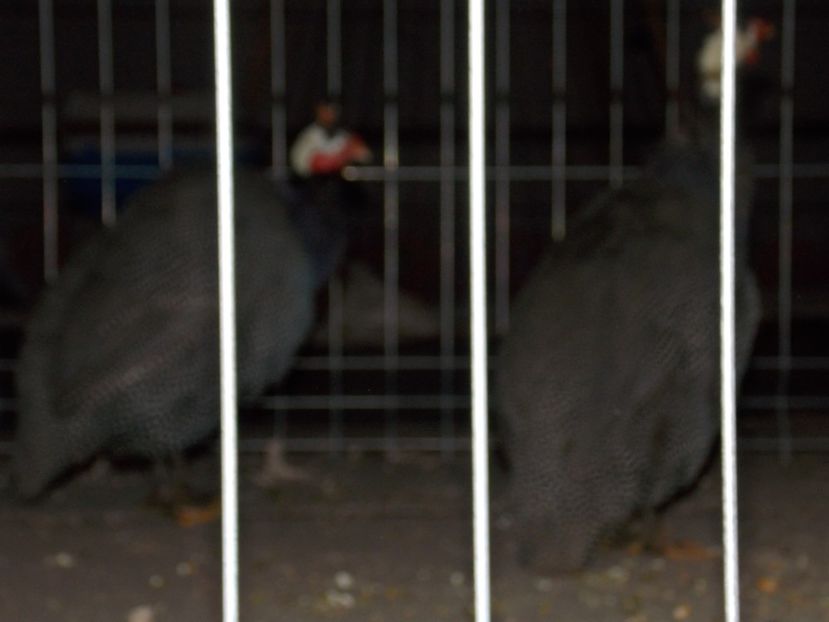  - EXPO-2019-ODORHEIU SECUIESC