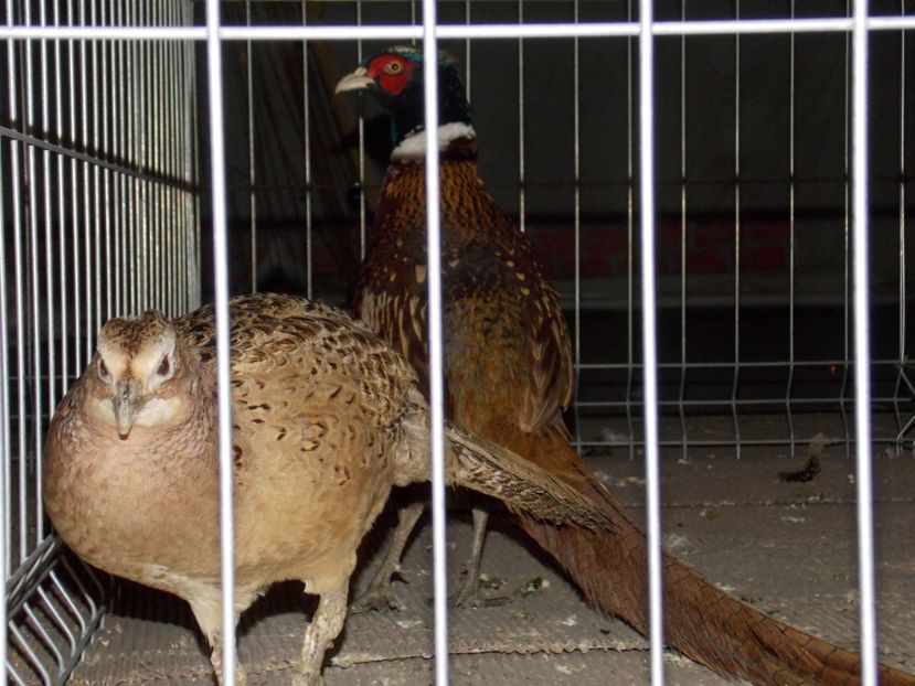  - EXPO-2019-ODORHEIU SECUIESC