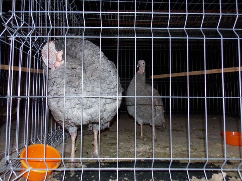  - EXPO-2019-ODORHEIU SECUIESC