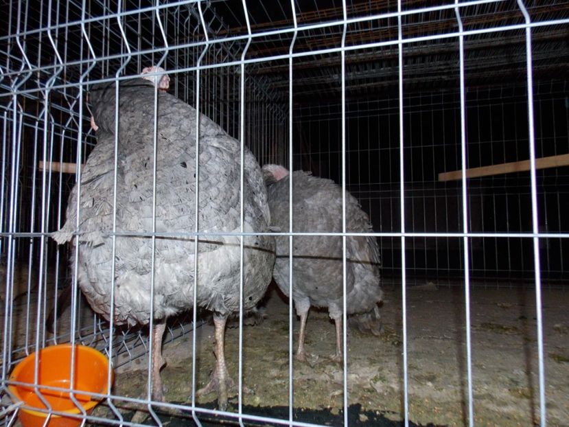  - EXPO-2019-ODORHEIU SECUIESC