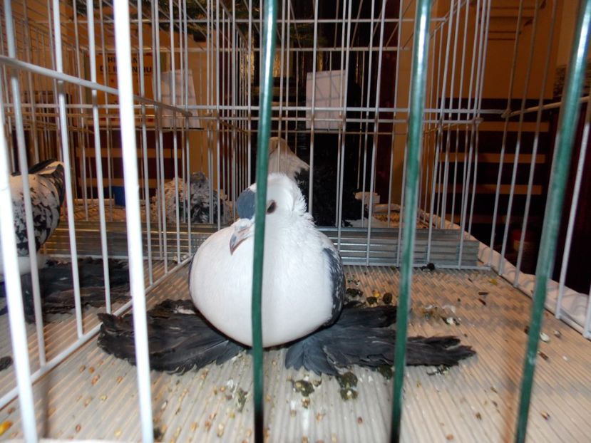  - EXPO-2019-ODORHEIU SECUIESC