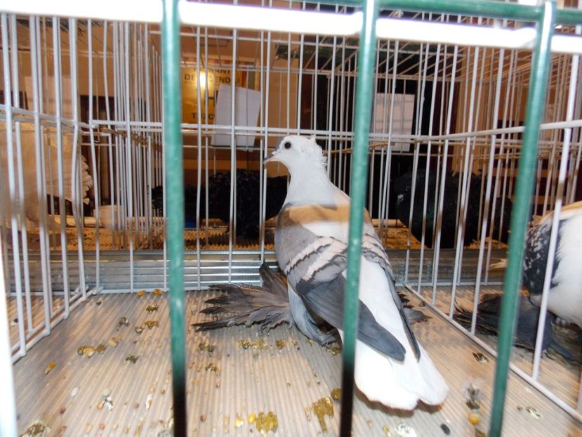  - EXPO-2019-ODORHEIU SECUIESC