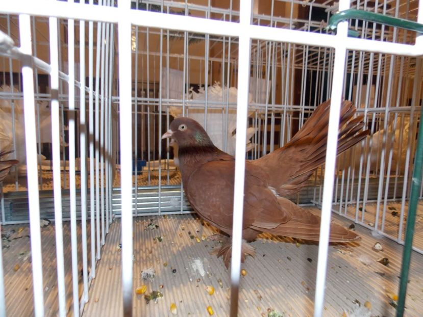  - EXPO-2019-ODORHEIU SECUIESC