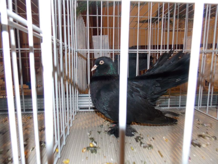  - EXPO-2019-ODORHEIU SECUIESC