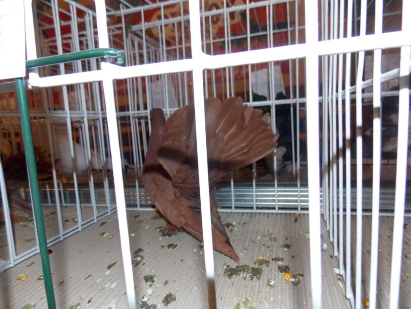  - EXPO-2019-ODORHEIU SECUIESC