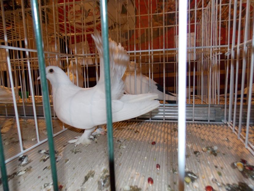  - EXPO-2019-ODORHEIU SECUIESC