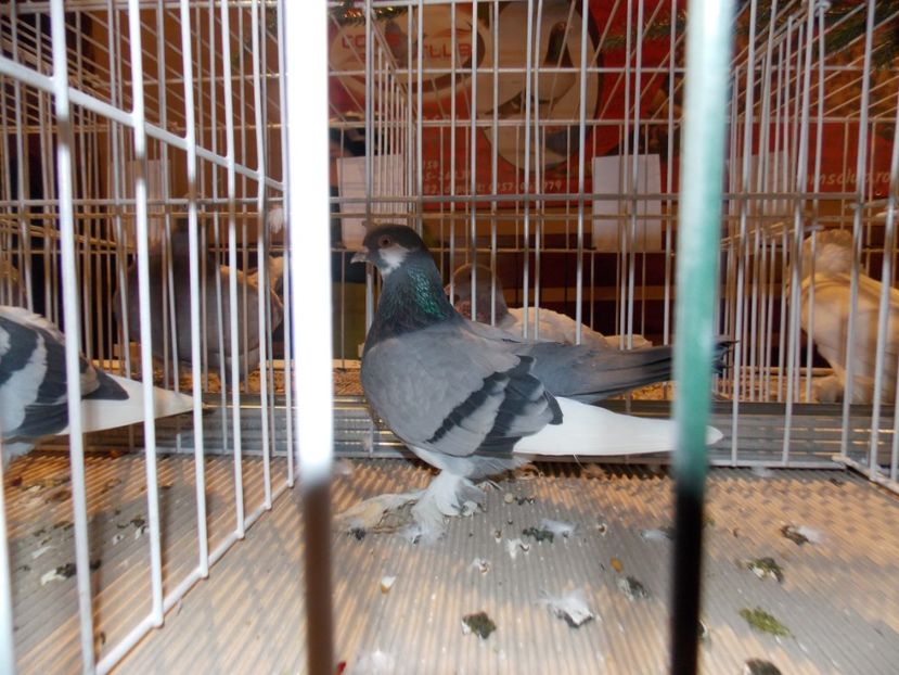  - EXPO-2019-ODORHEIU SECUIESC