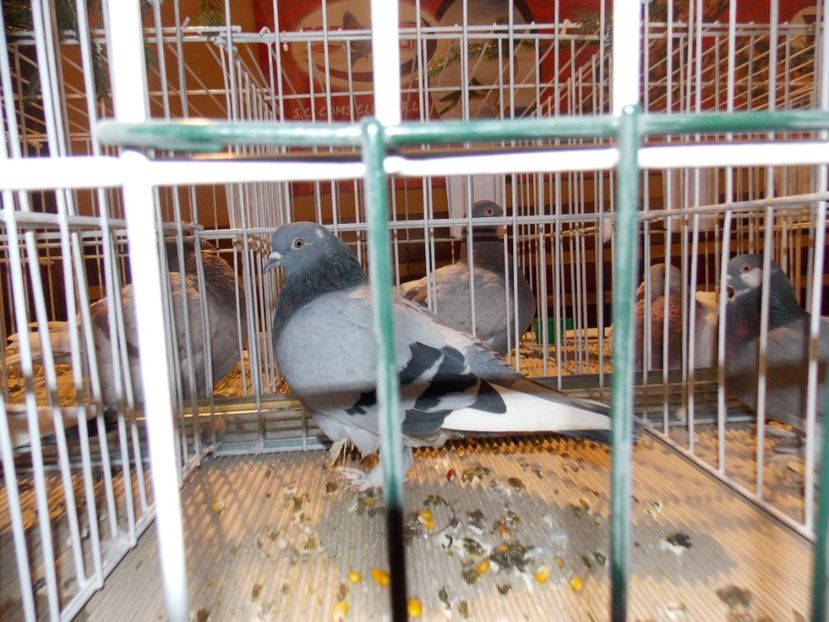  - EXPO-2019-ODORHEIU SECUIESC