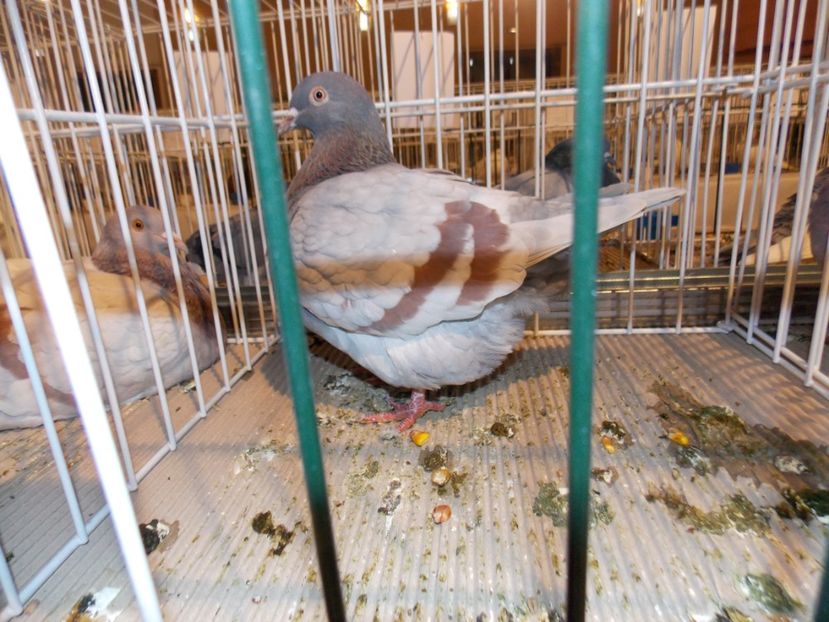  - EXPO-2019-ODORHEIU SECUIESC